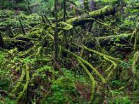 Bemoostes Astchaos an umgestürztem Baum